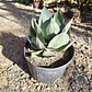 Agave Celsii Nova - Miniatura 1