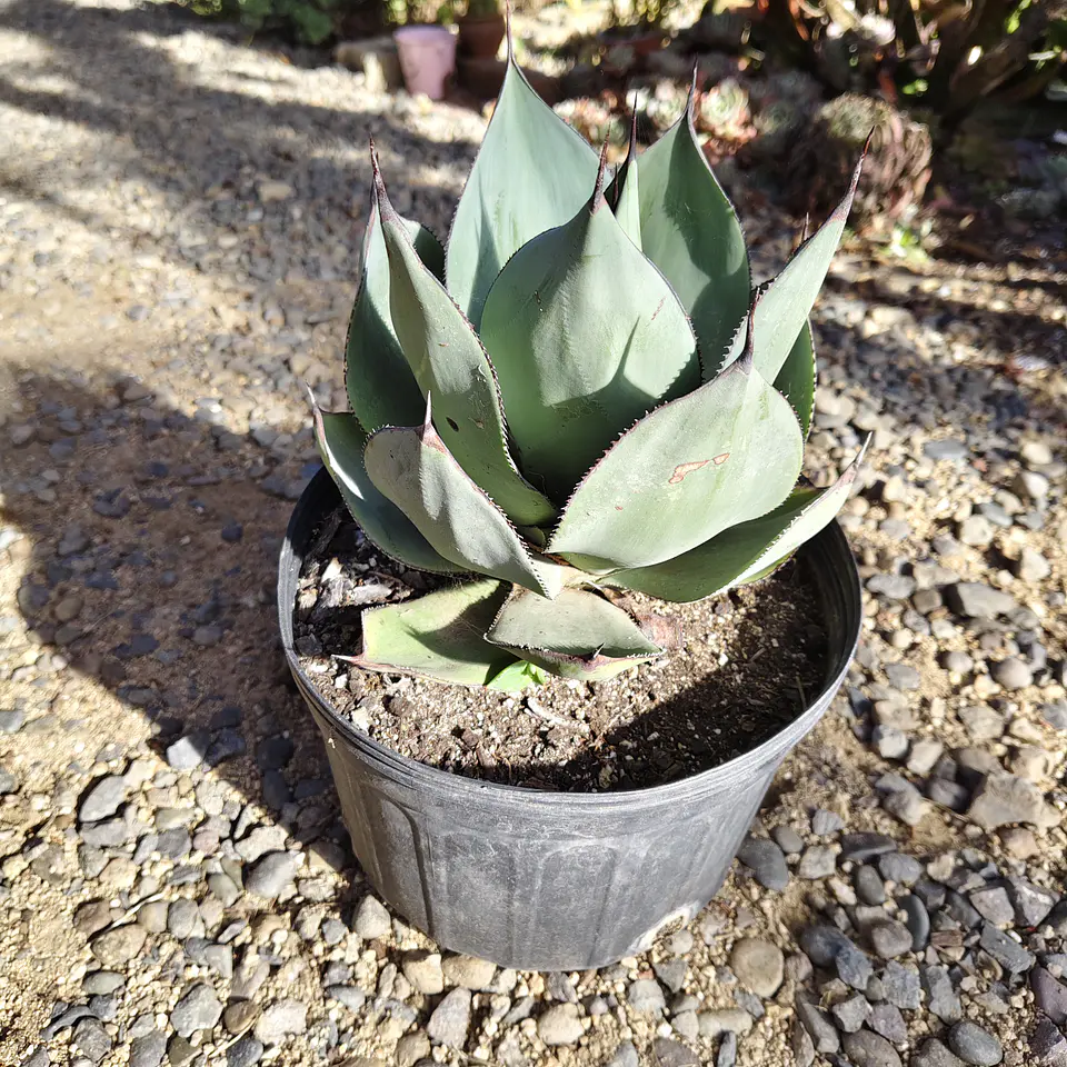 Agave Celsii Nova 1