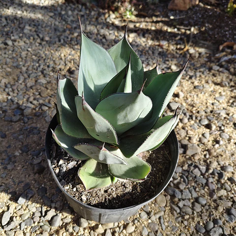 Agave Celsii Nova