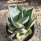 Agave Celsii Nova - Miniatura 3