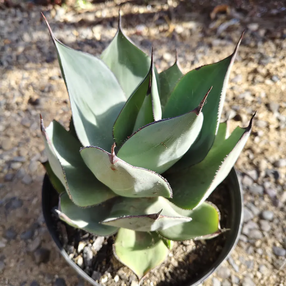 Agave Celsii Nova 3