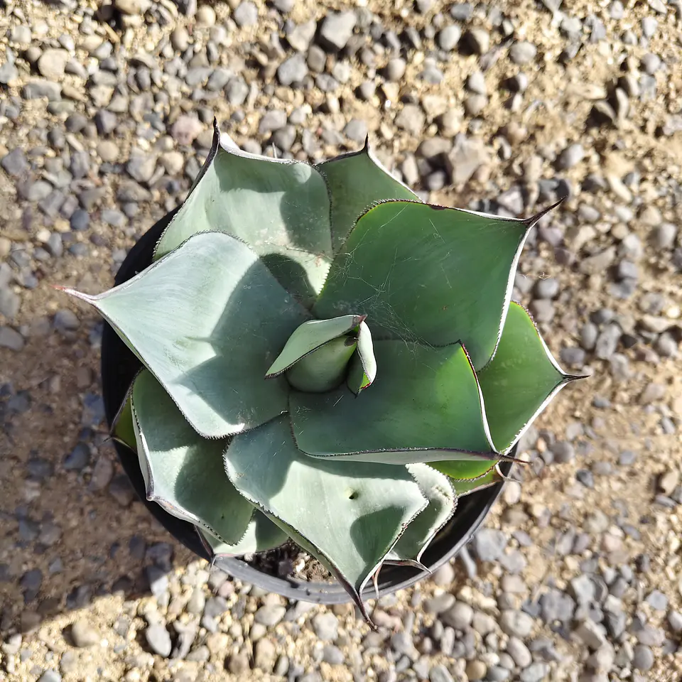 Agave Celsii Nova 4