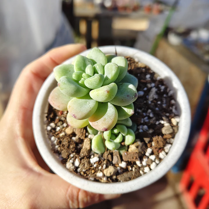 Sedum Clavatum 1