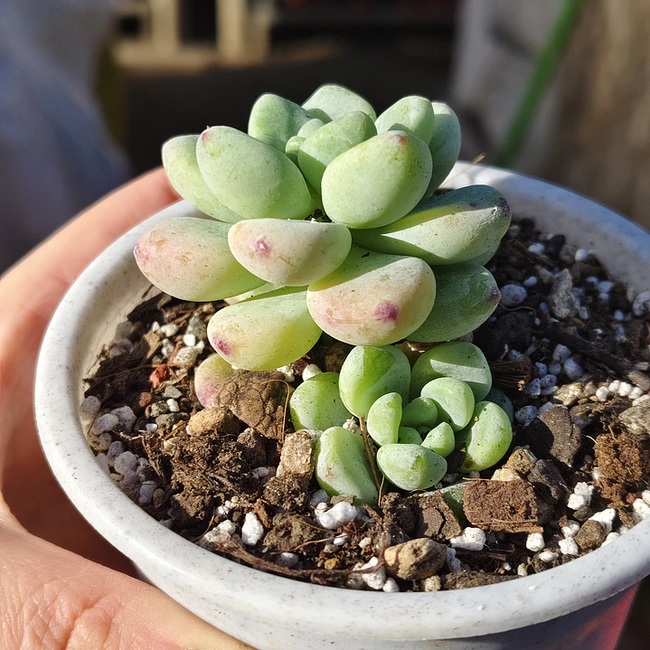 Sedum Clavatum 3