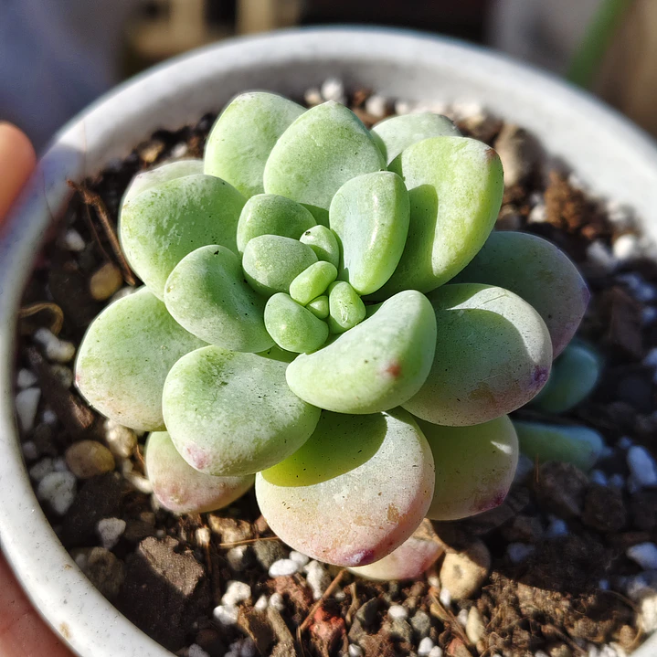 Sedum Clavatum 2