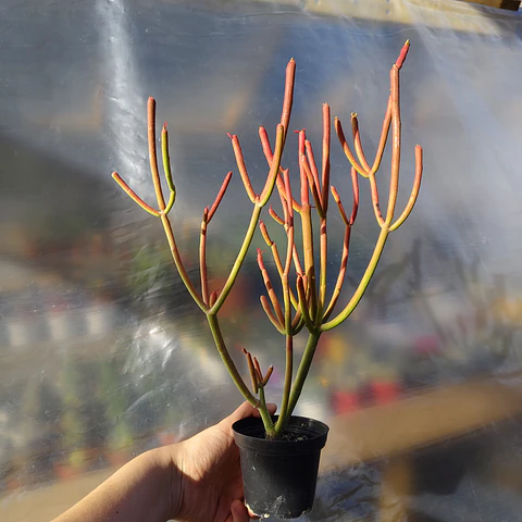 Euphorbia tirucali 