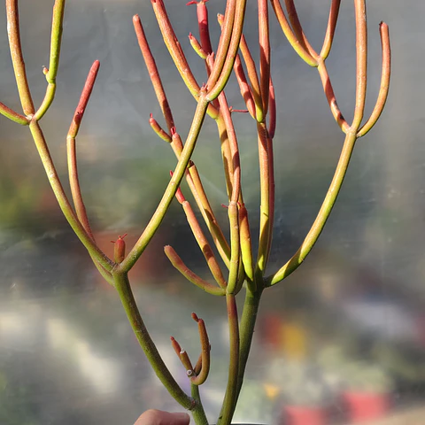 Euphorbia tirucali 