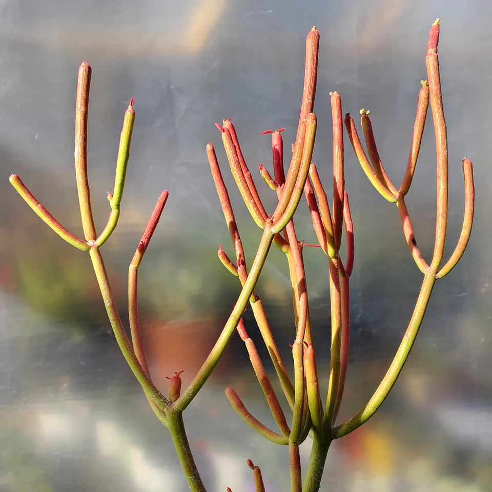 Euphorbia tirucali  3