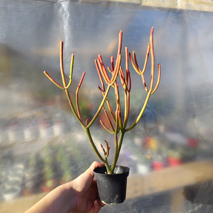 Euphorbia tirucali  4