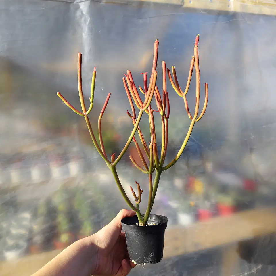 Euphorbia tirucali  4