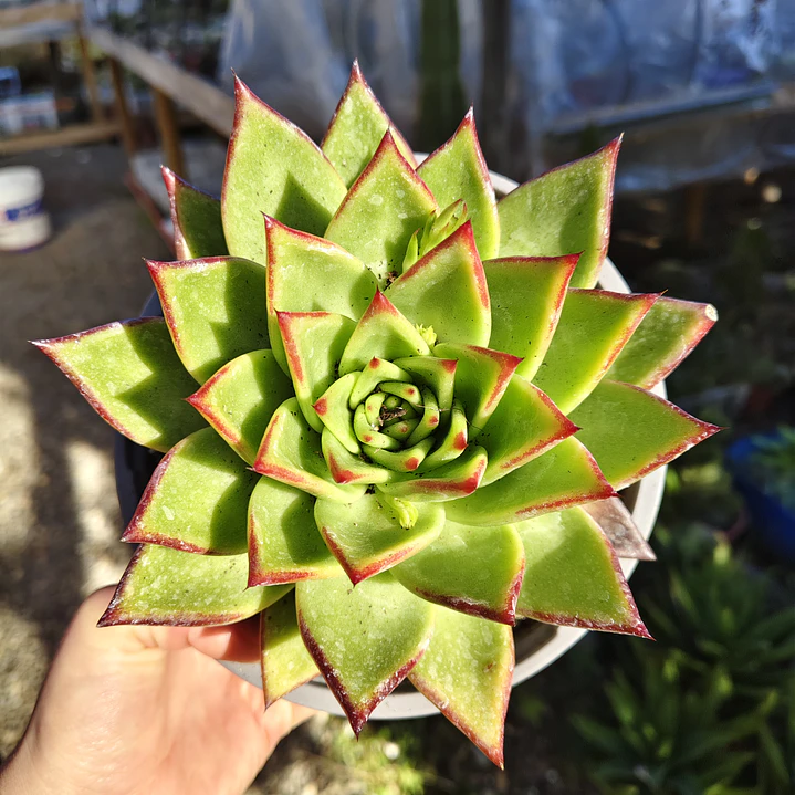 Echeveria Lipstick 1