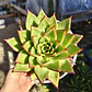 Echeveria Lipstick - Miniatura 1