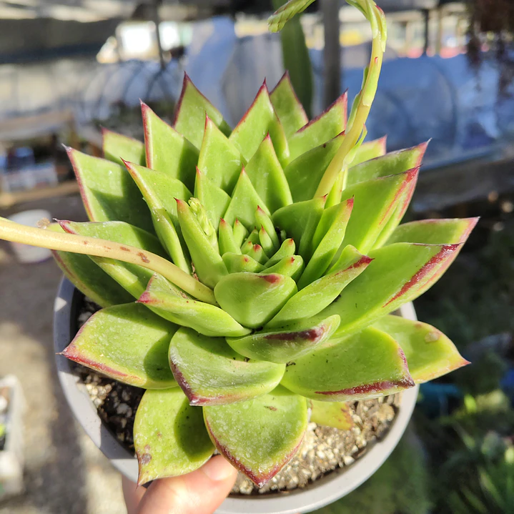 Echeveria Lipstick 2