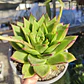 Echeveria Lipstick - Miniatura 2