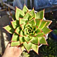 Echeveria Lipstick - Miniatura 3