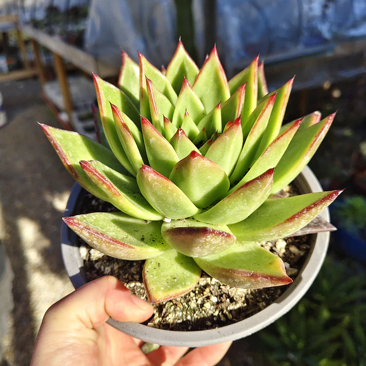 Echeveria Lipstick 4