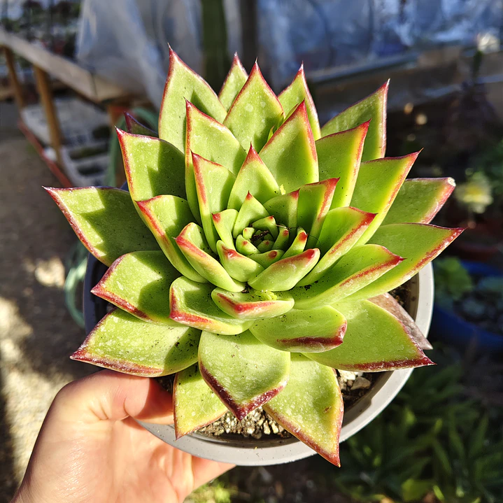 Echeveria Lipstick 5
