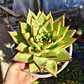 Echeveria Lipstick - Miniatura 5