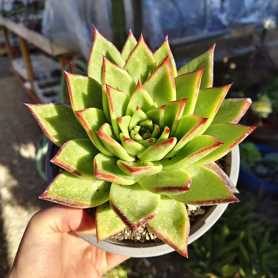 Echeveria Lipstick 5