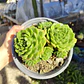 Echeveria setosa colonia  - Miniatura 1