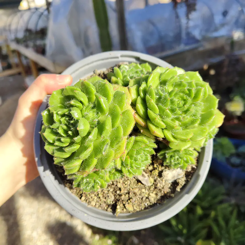 Echeveria setosa colonia  1