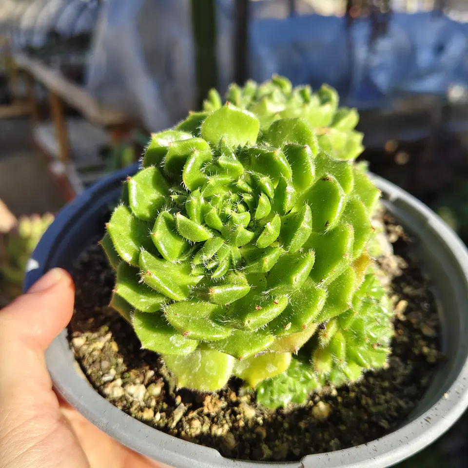 Echeveria setosa colonia  3