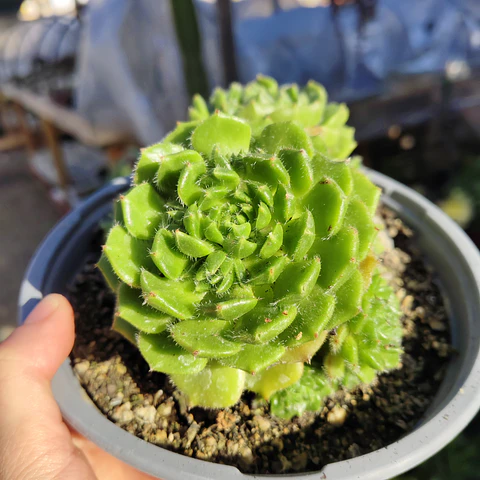Echeveria setosa colonia 