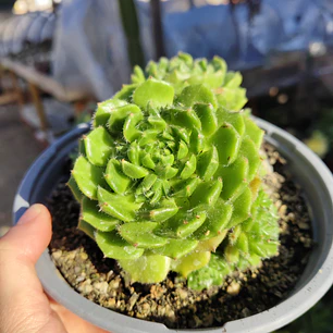 Echeveria setosa colonia 