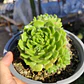 Echeveria setosa colonia  - Miniatura 2