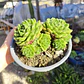 Echeveria setosa colonia  - Miniatura 4