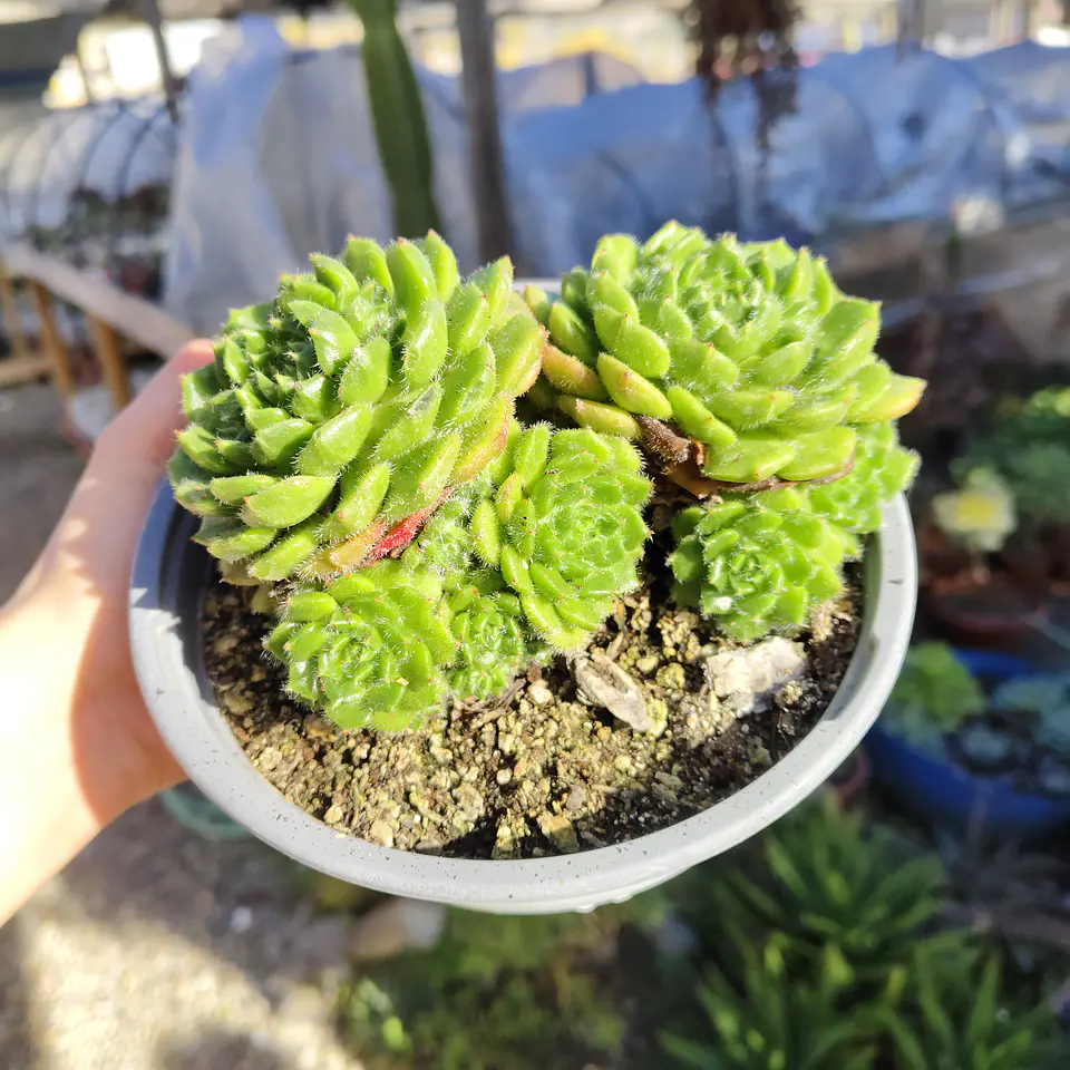 Echeveria setosa colonia  4
