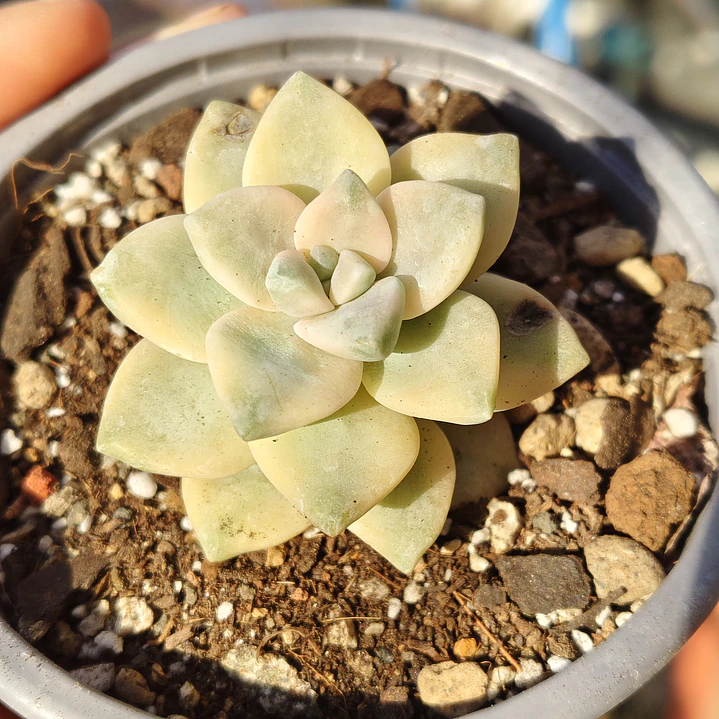 Graptoveria Victor Kane Variegado  1