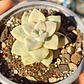 Graptoveria Victor Kane Variegado  - Miniatura 1