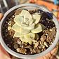 Graptoveria Victor Kane Variegado  - Miniatura 2