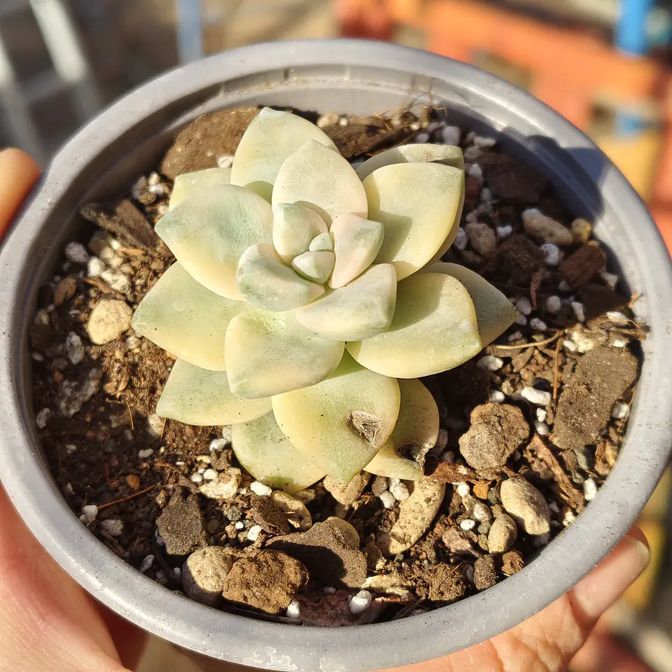 Graptoveria Victor Kane Variegado  2