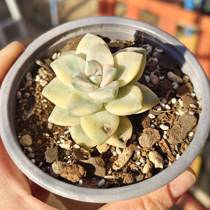Graptoveria Victor Kane Variegado  3