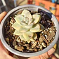 Graptoveria Victor Kane Variegado  - Miniatura 3