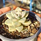 Graptoveria Victor Kane Variegado  - Miniatura 4