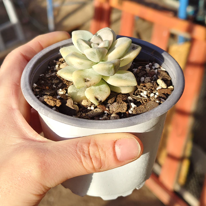 Graptoveria Victor Kane Variegado  5