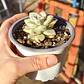 Graptoveria Victor Kane Variegado  - Miniatura 5