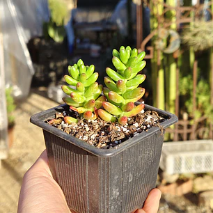 Sedum Rubroctitum