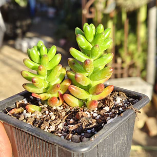 Sedum Rubroctitum