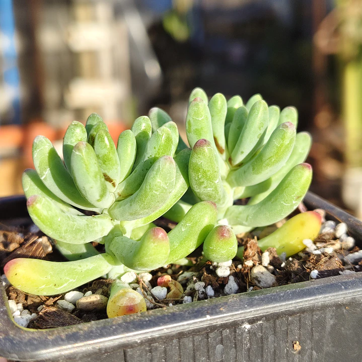 Sedum Pachyphyllum 1