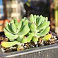 Sedum Pachyphyllum - Miniatura 1