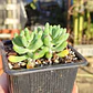 Sedum Pachyphyllum - Miniatura 2