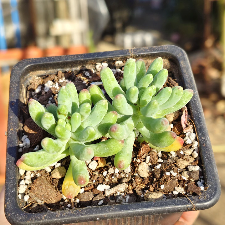 Sedum Pachyphyllum 3
