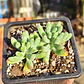Sedum Pachyphyllum - Miniatura 3