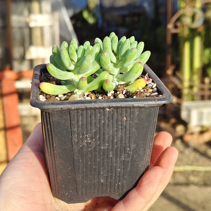 Sedum Pachyphyllum 4