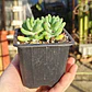 Sedum Pachyphyllum - Miniatura 4