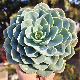 Echeveria Secunda